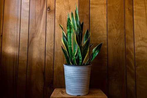 snake-plant-benefits