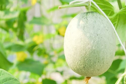 ash-gourd-juice-benefits