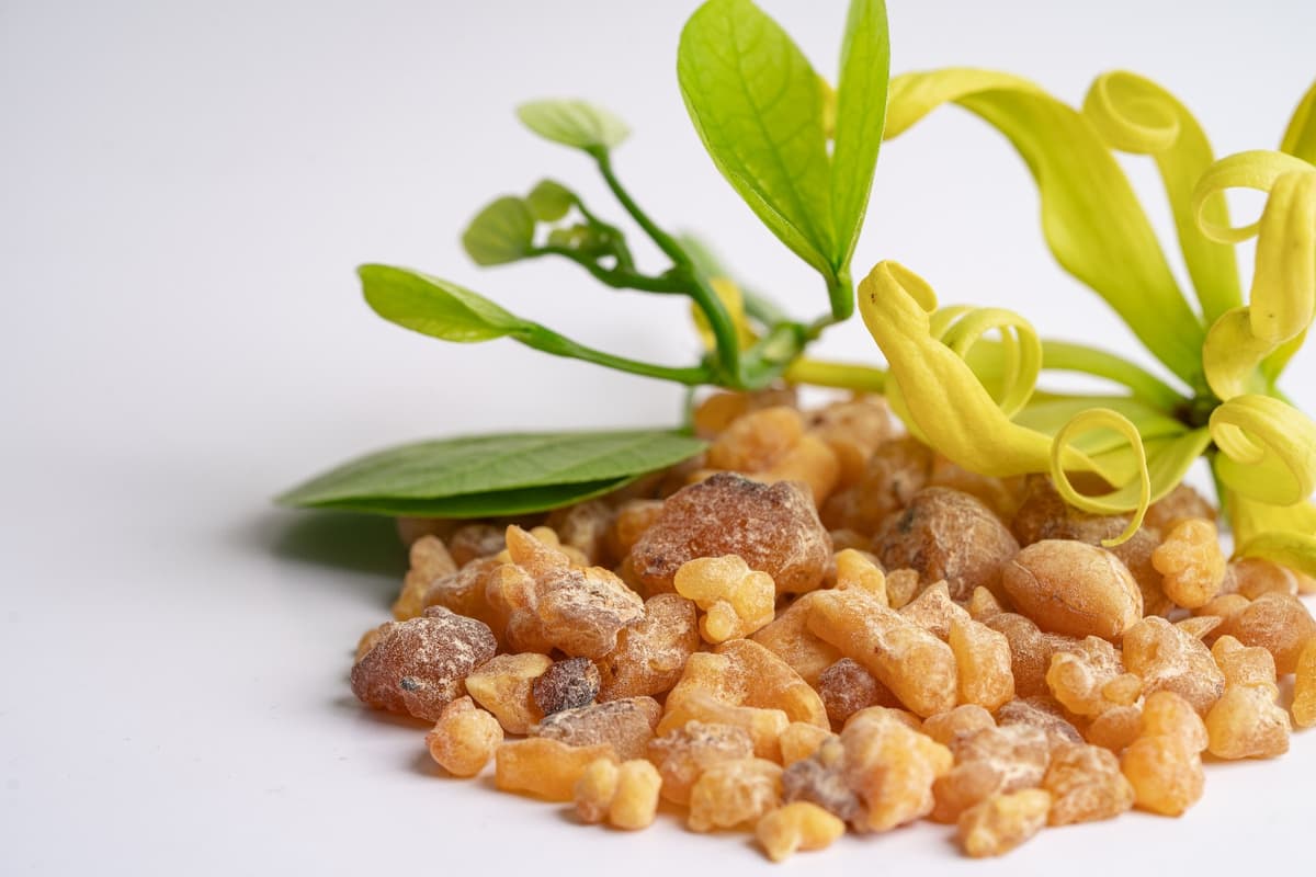 Shallaki Benefits Explained: Natural Support for Joint Pain & Inflammation